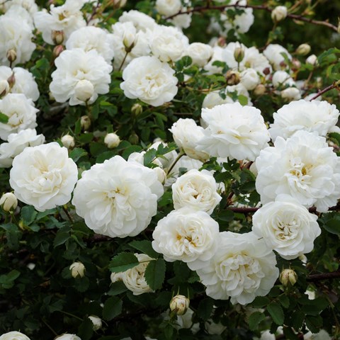 Färgfoto föreställande spinosissimarosen 'Valdemarsvik'. På fotot syns en mängd vita rosor mot ett mörkt grönt bladverk.