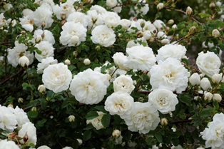 En blommande planta av spinosissima-rosen 'Valdemarsvik'. Rosen blommar med vita, fyllda blommor. Färgfoto.
