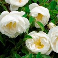 Närbild av de vita blommorna hos spinosissima-rosen 'Vaplan'. Färgfoto.