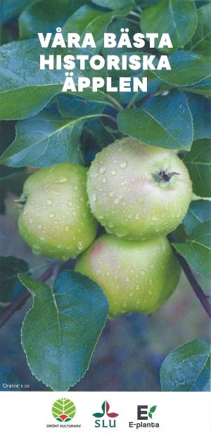 Framsidan av foldern "Våra bästa historiska äpplen". På framsidan syns tre äpplen av sorten 'Oranie'.