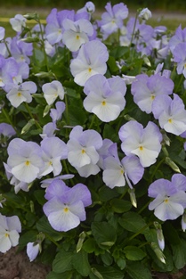 Bukettviol 'Ullas Favorit'. Foto: Pom