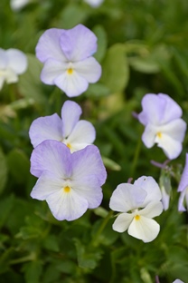 Blommande plantor av bukettviolen 'Ullas Favorit'. Violens blommor är vita och ljust lila. Färgfoto.