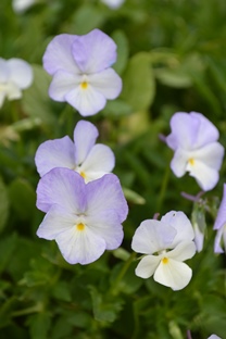 Bukettviol 'Ullas Favorit'. Foto: Pom