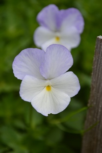 Närbild av de vita och ljust lila blommorna hos bukettviolen 'Ullas Favorit'. Färgfoto. 