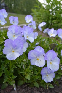 Närbild av de vita och ljuslila blommorna hos bukettviolen 'Ullas Favorit'. Färgfoto.