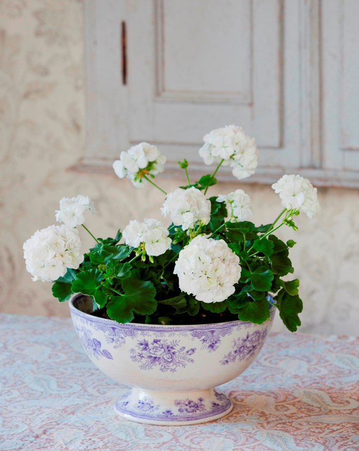 Den vitblommande zonalpelargonen 'Karna'  står i en äldre, vit porslinsskål med ljuslila dekor.  Färgfoto.