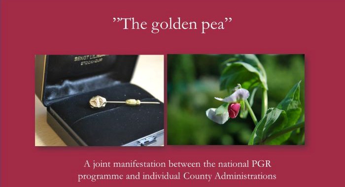 Första sidan av en power point-presentation om Guldärtan. På presentationens första sida ses ett foto av det lilla smycket Guldärtan och gråärtan som är förebild för smycket. 