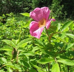 Färgfoto föreställande en rosa ros av arten Rosa hollandica. 