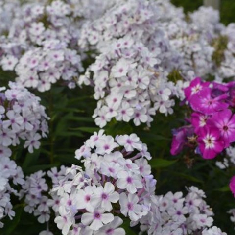 Färgfoto föreställande höstfloxen 'Ingeborg från Nybro'. På fotot ses flera blomställningar. Blommorna är vita med ett lila öga. 