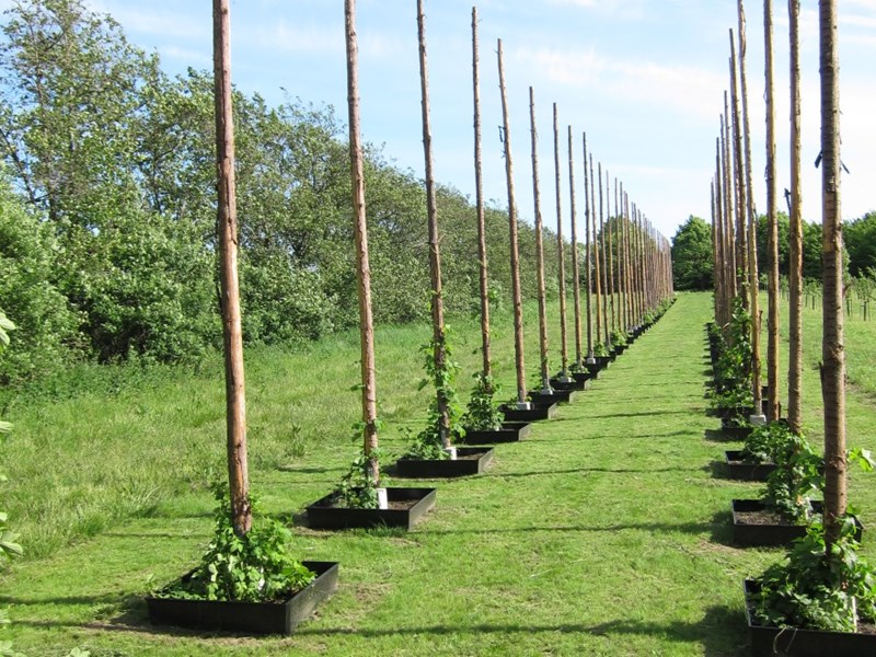 Färgfoto föreställande två rader med humleplantor. Plantorna klänger på humlestörar. Mellan störarna växer gräs.