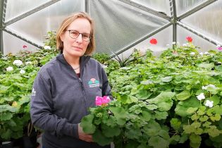 Karin Persson står i ett växthus. Hon håller en rosablommande pelargonplanta i famnen.