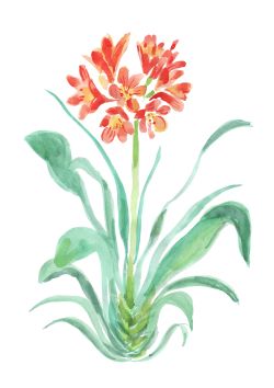 Färgillustration av en clivia.