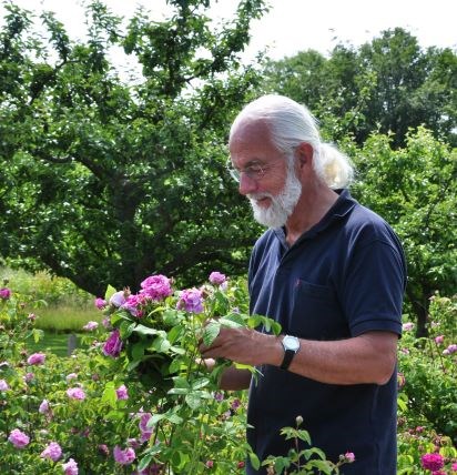 Porträttbild av Lars-Åke Gustavsson. Han syns i profil när han står i en trädgård. Han håller en rosa ros i handen och tittar ner på den. 