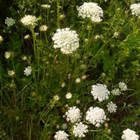 Morotsplanta i blom. I mitten av foto syns den vita, korgblommiga blomman. Färgfoto.