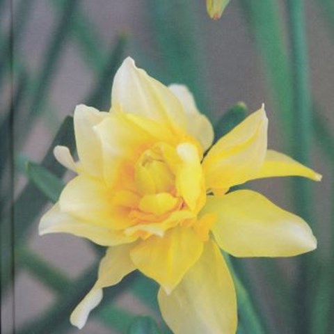 Omslag på boken "Narcisser. Folkkära lökar". På omslaget syns en närbild av en gulblommande narciss. Färgfoto.