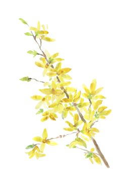 Illustration av gul, blommande forsythia.