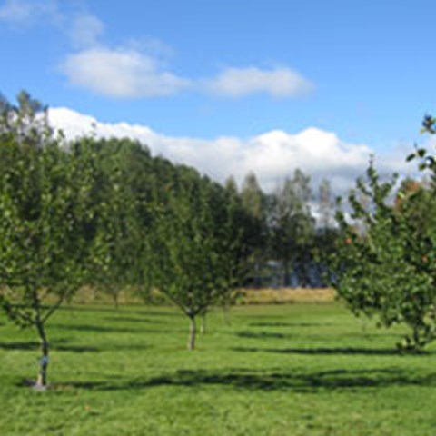 Färgfoto som föreställer klonarkivet för frukt på Alntorps ö. Fotot visar fruktträn i rader. Träden växer i gräs.