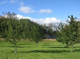 Färgfoto som föreställer klonarkivet för frukt på Alntorps ö. Fotot visar fruktträn i rader. Träden växer i gräs.