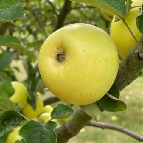 Närbild av ett äpple av sorten 'A2'. Äpplet är gult.
