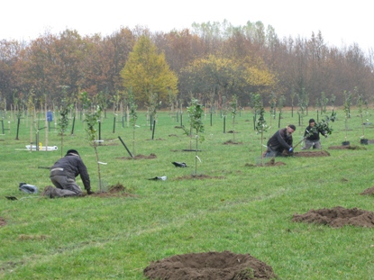 Färgfoto som föreställer fruktträdsplantering i Nationella genbanken. Små träd planteras i gropar grävda i marken. 