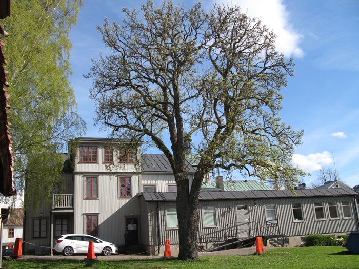 Färgfoto föreställande ett stort päronträd av sorten 'Bergamott från Vadstena'. Fotot är taget i Vadstena och visar trädet under sen vår. Bladsprickningen har börjat.