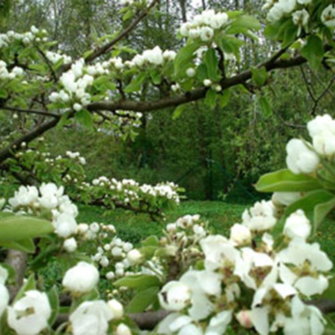 Blommande fruktträd i det lokala klonarkivet på Bergianska trädgården. Foto. 