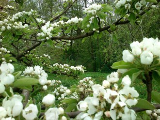 Blommande fruktträd i det lokala klonarkivet på Bergianska trädgården. Foto. 