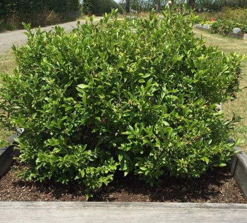 Blåbäret 'Putte'. Färgfoto som visar plantan, odlad i en pallkrage.