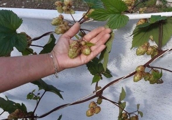 Fotot visar humlen 'Böle', klättrande på en vit mur. En hand håller i ett par av kottarna, för att visa hur stora de är.  e