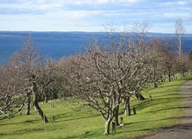 Foto från det lokala klonarkivet Brunstorp. Fotot är taget under tidig vår och visar äppleträd planterad i rader. I bakgrunden av fotot syns Vättern.