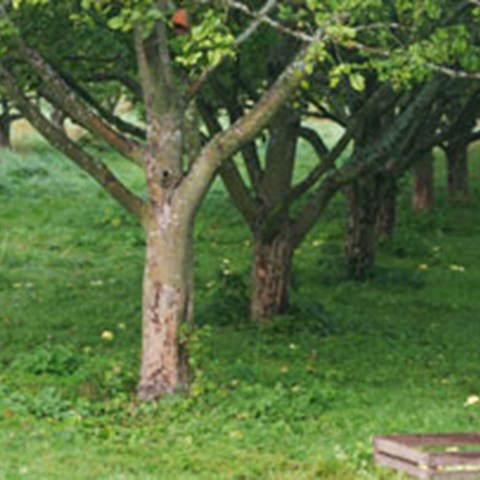 Foto från det lokala klonarkivet för frukt vid Capellagården på Öland. Fotot föreställer äppleträn planterade i rader. Mellan raderna finns gräs.