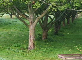 Foto från det lokala klonarkivet för frukt vid Capellagården på Öland. Fotot föreställer äppleträn planterade i rader. Mellan raderna finns gräs.