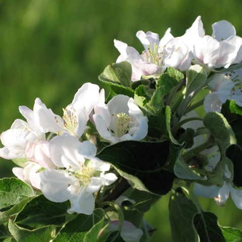 Färgfoto föreställande blomningen hos äpplesorten 'Charlamowsky'. I mitten av fotot ses flera vita äppelblommor.