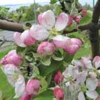 Färgfoto föreställande äpplesorten 'Cludius Höstäpple'. Närbild av blommorna som skiftar i vitt och rosa.