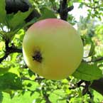 Äpplesorten 'Cludius Höstäpple'. Fotot föreställer frukten som är ljust gul med rosaröda skiftningar. Färgfoto.