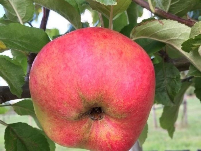 Närbild av ett rött äpple av sorten 'Cox's Pomona'. 