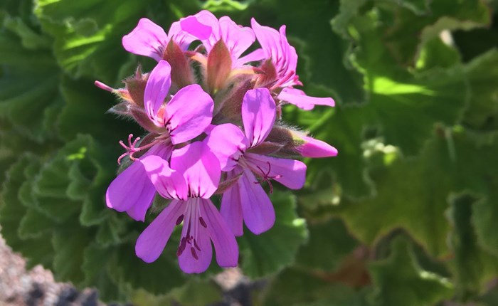 Närbild av en rosablommande doftpelargonblomma. 