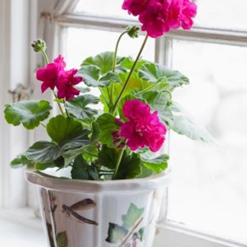 Pelargonen 'Drottningminne' med skarpt rosa blommor. Plantan står i en vit, äldre kruka. 