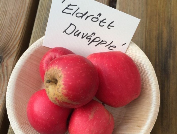 Fyra röda äpplen av sorten 'Eldrött Duväpple' ligger i en korg. Färgfoto.