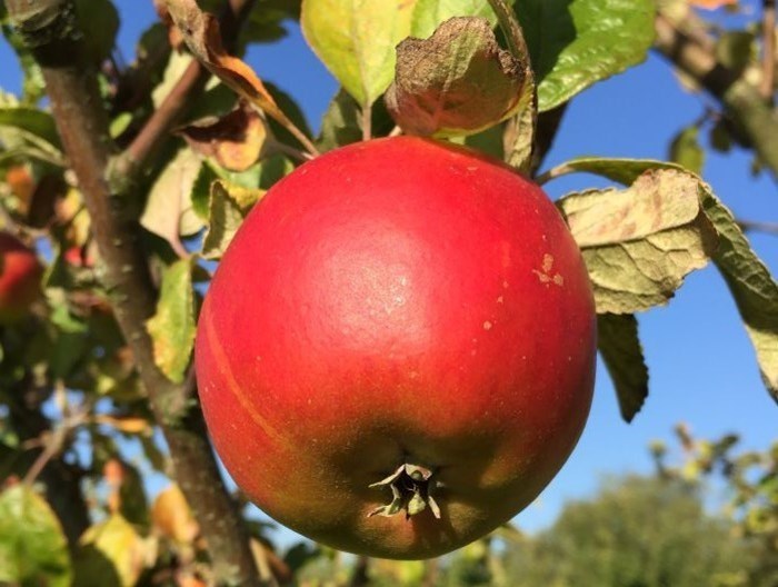 Närbild av ett rött äpple av sorten 'Cox's Orange Pippin'. Färgfoto. 