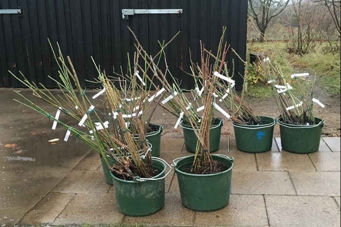 Färgfoto som visar rosor uppgrävda på provodlingen i Fredriksdal och planterade i krukor i väntan på plantering i Nationella genbanken i Alnarp.