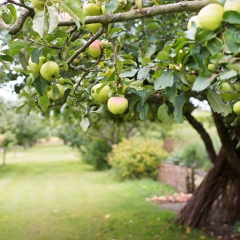 Färgfoto taget i klonarkivet för frukt vid Fredriksdals museer och trädgårdar. I förgrunden syns ett fruktträd med gröna äpplen. I bakgrunden syns köksväxtodlingarna, inramade av flätade pilstaket.