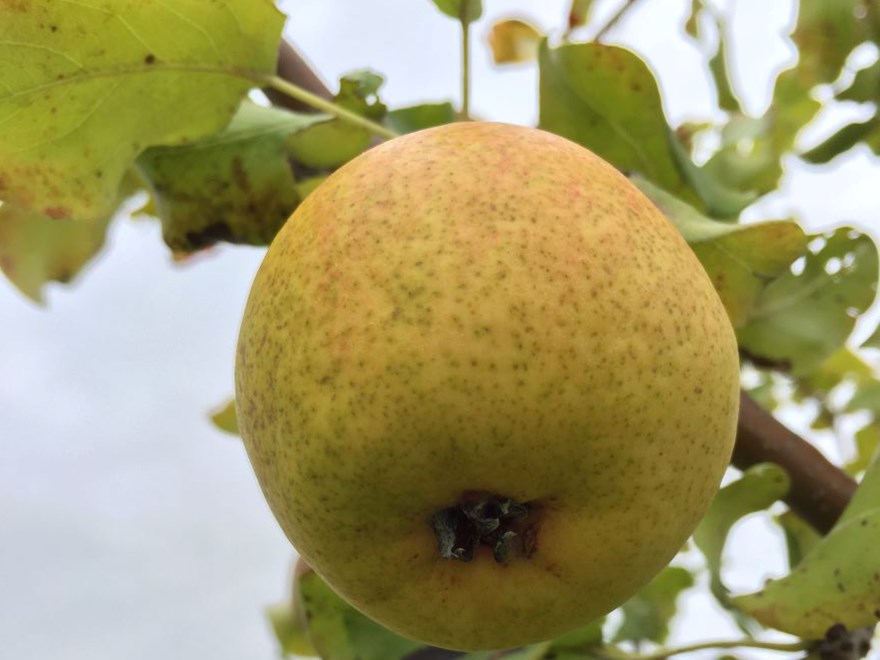 Närbild av päronet 'Göteborgs Diamant'.