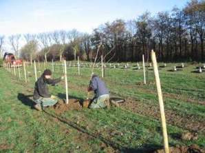 Fruktplantering, Nationella genbanken