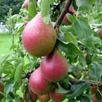 Färgfoto föreställande mogna frukter hos päronen 'Grönna Rödpäron'. På fotot ses röda päron, omgivna av grönt bladverk.