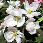 Färgfoto föreställande blomningen hos äpplesorten 'Greve Pers Bordsäpple'. Fotot visar vita blommor med en anstrykning av rosa.