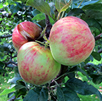 Färgfoto föreställande äpplesorten 'Greve Pers Bordsäpple'. Fotot visar tre frukter som sitter på trädet. 