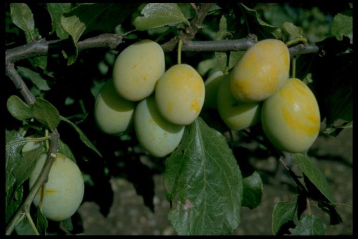 Färgfoto som visar de gula plommonen hos 'Gult Äggplommon', hängande på en gren.
