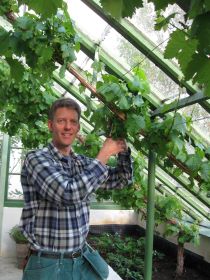 Henrik Morin står i ett växthus. Han håller upp en sekatör mot en vinranka och är på väg att börja beskära plantan. 