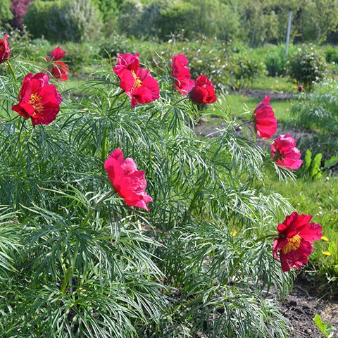 Färgfoto föreställande en herrgårdspion, Paeonia x hybrida. På fotot ses en pionplanta i blom. Blommorna är röda och enkla.